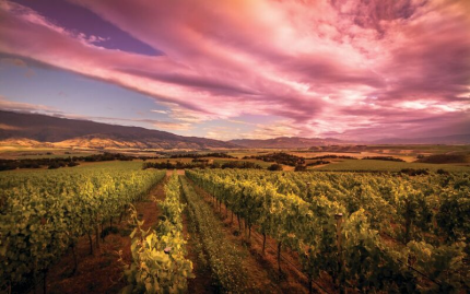 Sunset China Terrace Vinyeard Twilight at Bannockburn winery