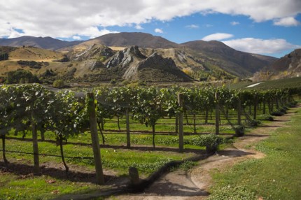 qwt_chard_farm-35